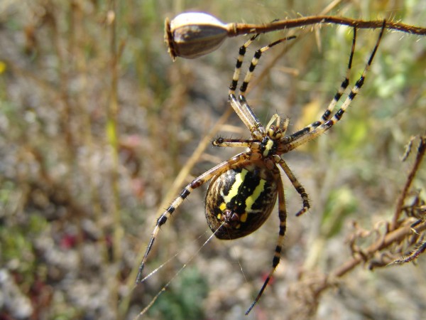 spider and sons